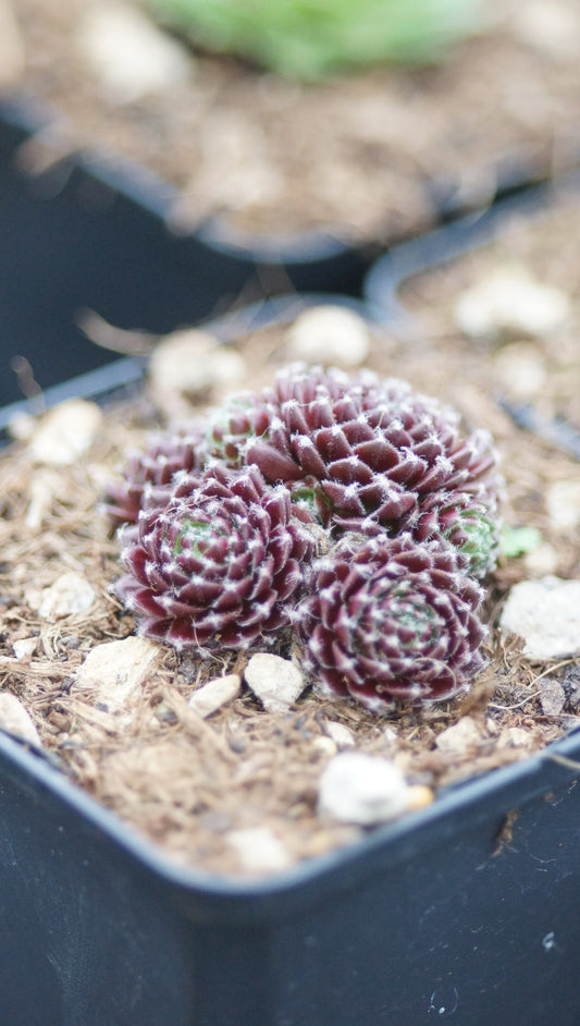 Sempervivum arachnoideum 'Blutstropf' - Spinnweben-Hauswurz