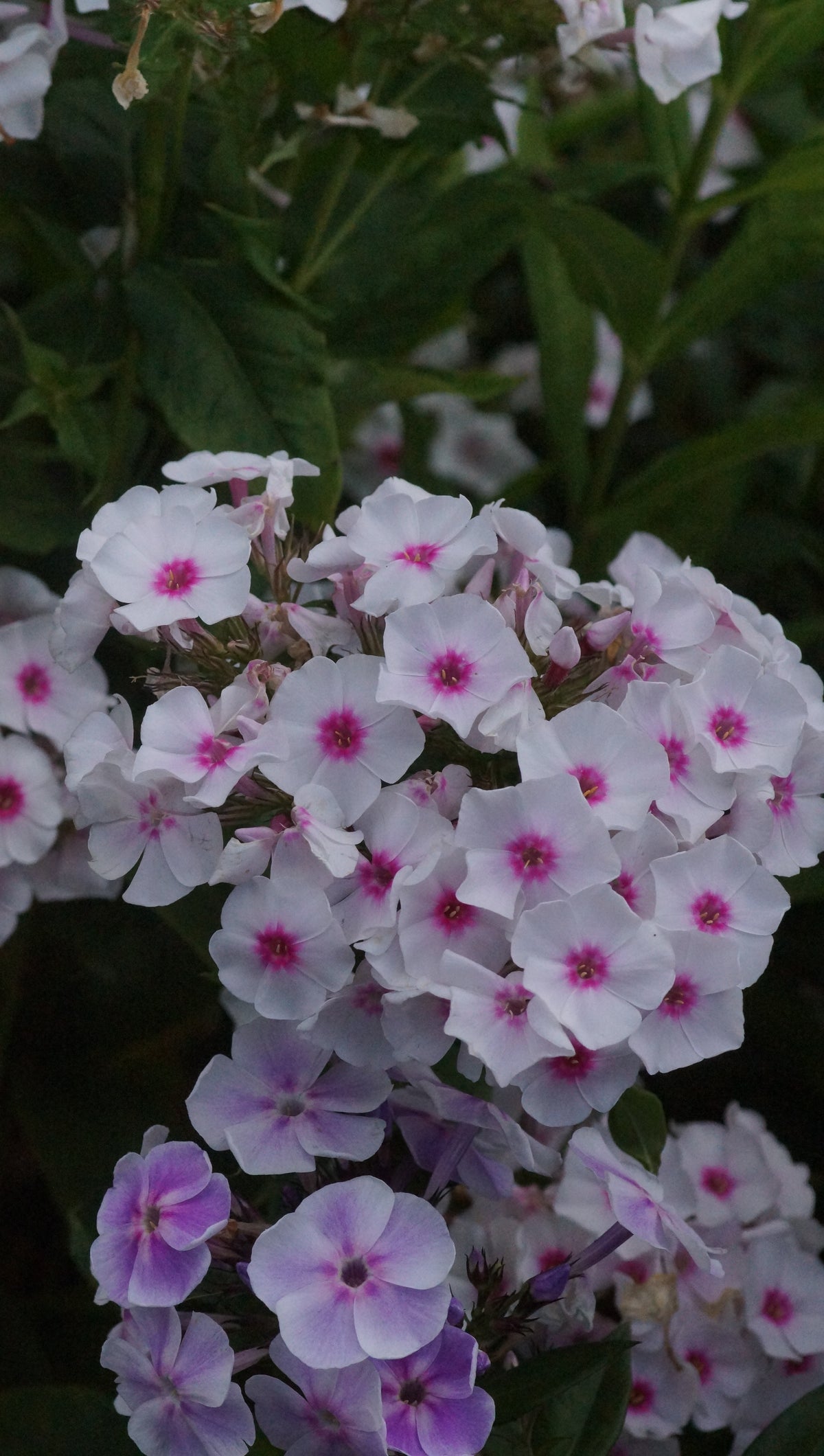 Phlox paniculata 'Graf Zeppelin' - Hoher Stauden-Phlox