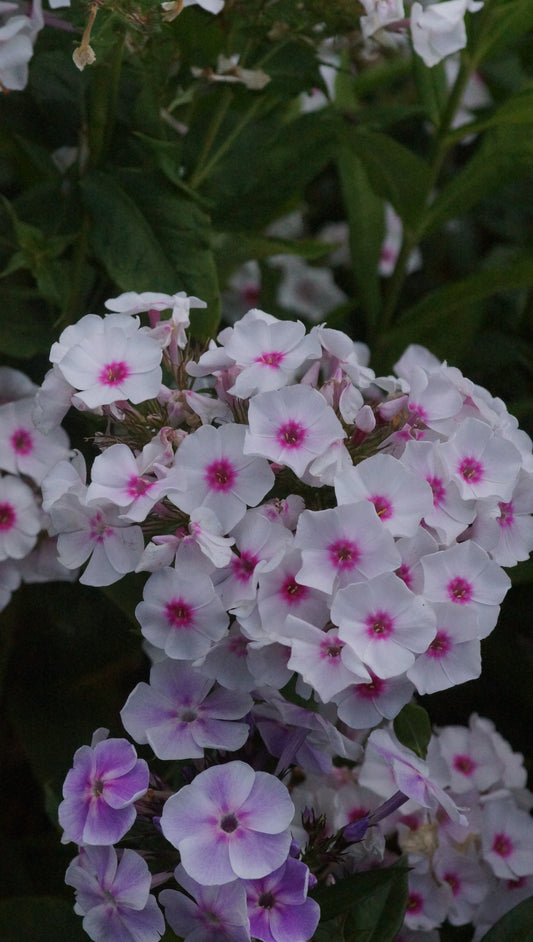 Phlox paniculata 'Graf Zeppelin' - Hoher Stauden-Phlox