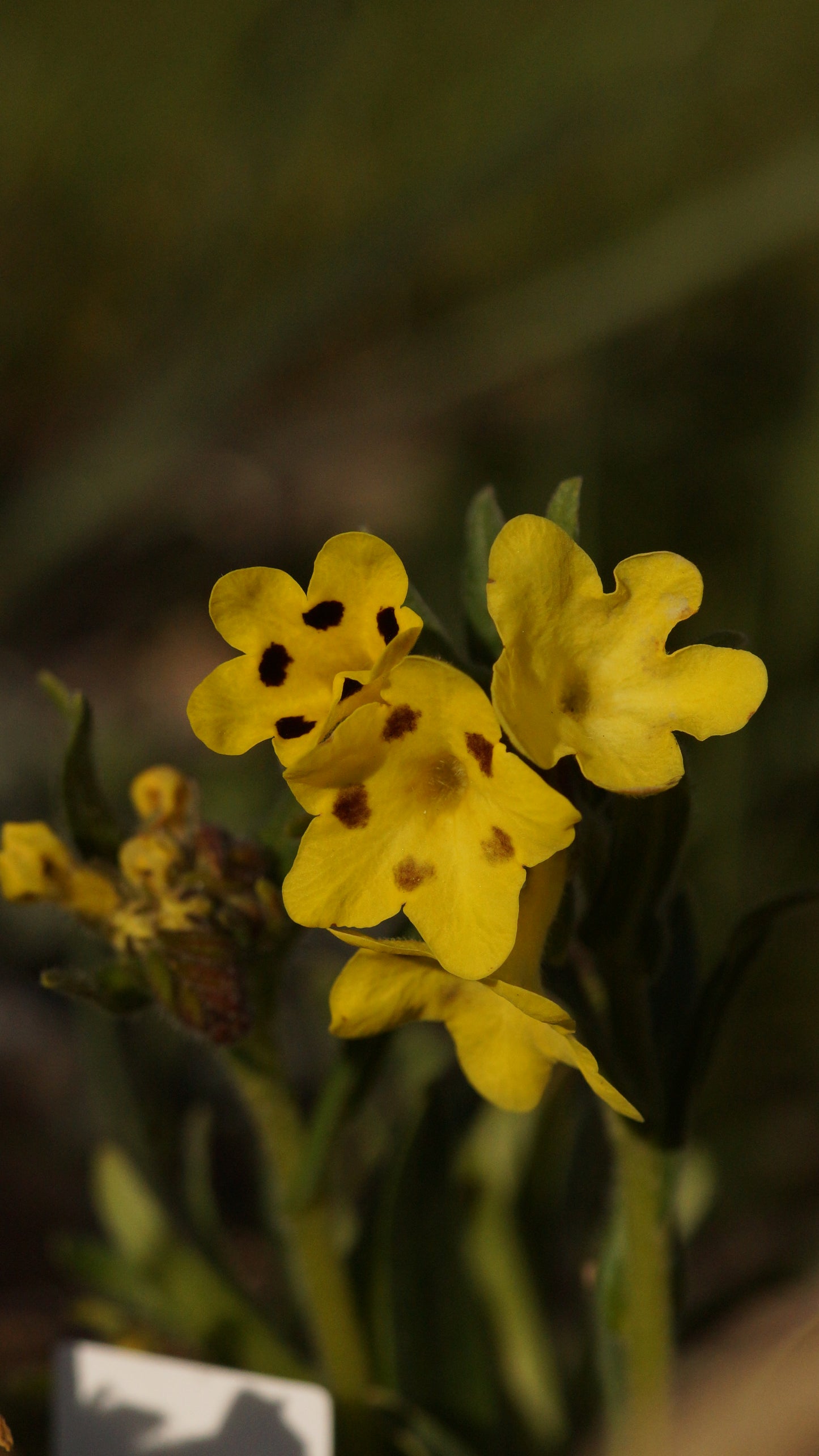 Arnebia pulchra - Prophetenblume