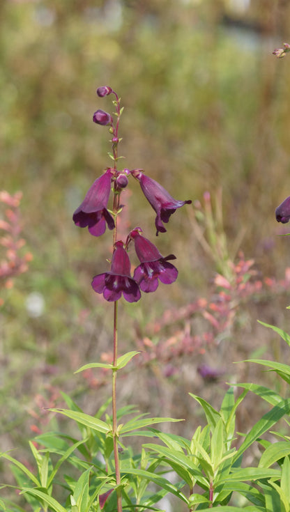 Penstemon Hybride 'Raven' - Garten-Bartfaden