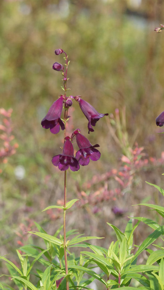 Penstemon Hybride 'Raven' - Garten-Bartfaden