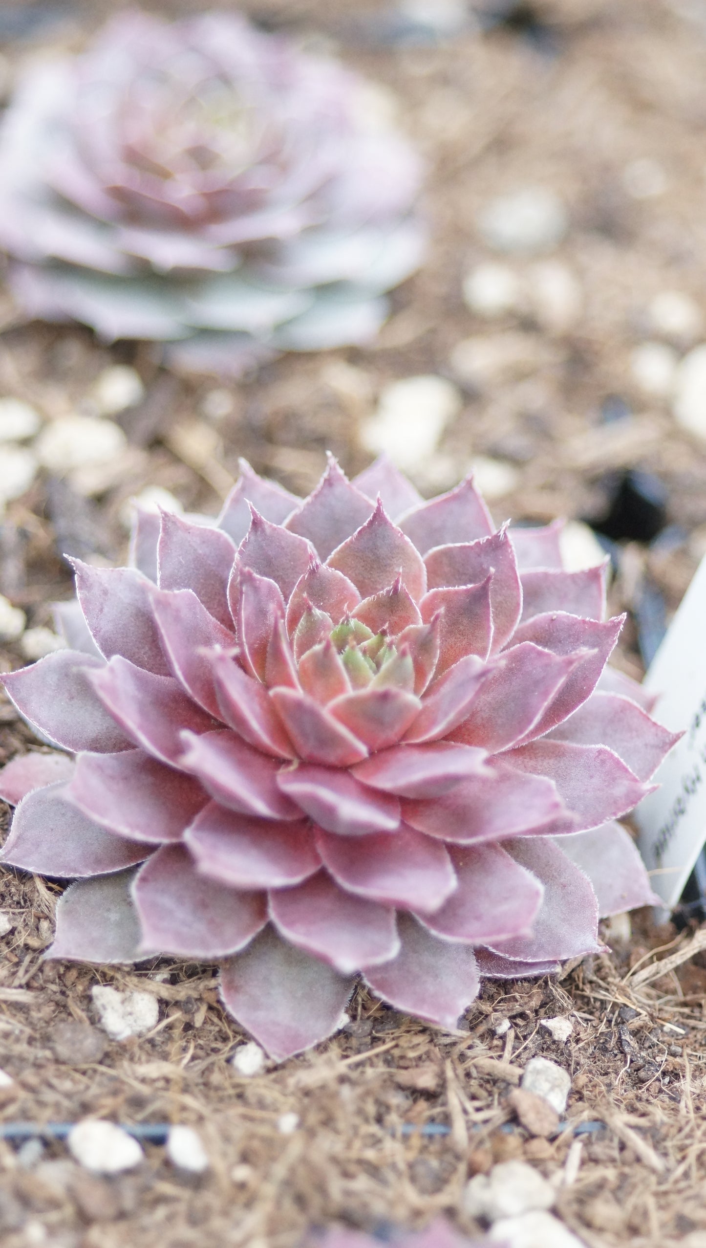 Sempervivum Hybride 'Storm Chaser' - Hauswurz