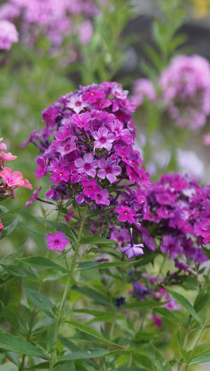 Phlox paniculata 'Mister Iks' - Hoher Stauden-Phlox