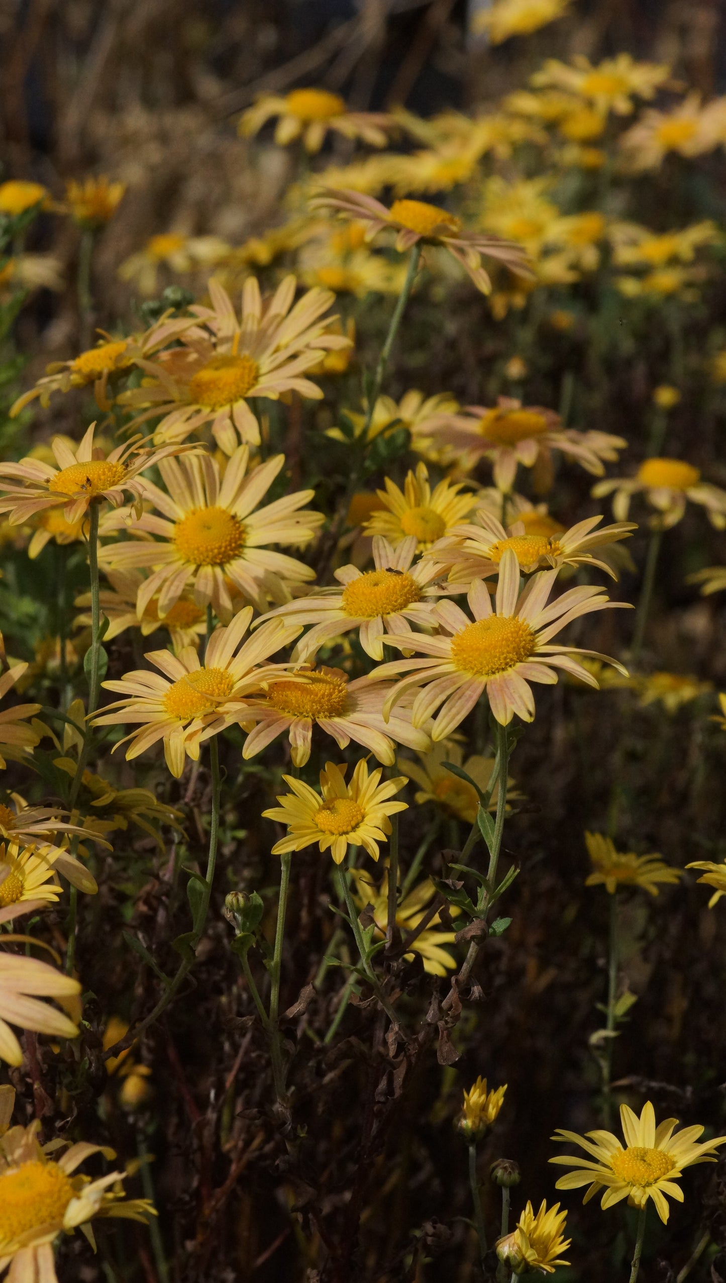 Chrysanthemum Zawadskii-Hybride 'Mary Stoker' - Herbst-Chrysantheme