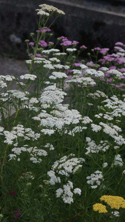 Achillea millefolium - Gemeine Schafgarbe