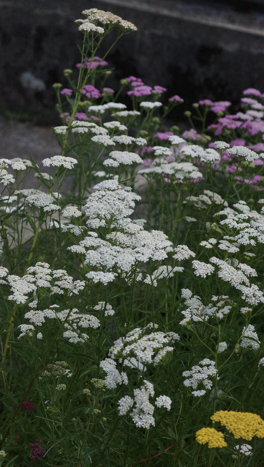 Achillea millefolium - Gemeine Schafgarbe