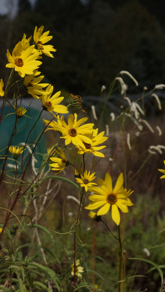 Helianthus salicifolius var. orgyalis - Weidenblättrige Sonnenblume