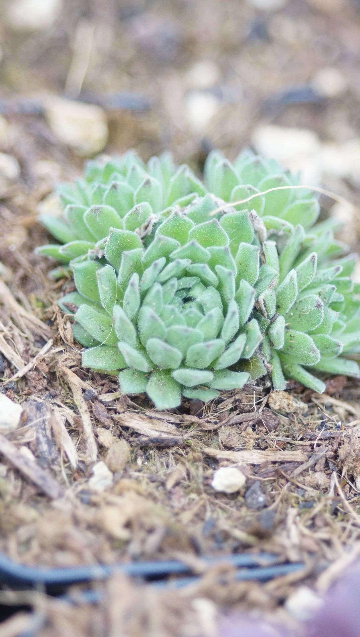 Sempervivum montanum 'Album' - Berg-Hauswurz