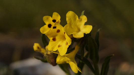 Arnebia pulchra - Prophetenblume