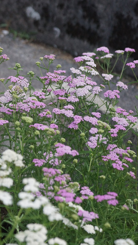 Achillea millefolium 'Lilac Beauty' - Schafgarbe