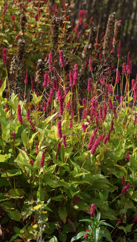 Persicaria amplexicaulis 'Golden Arrow' - Kerzenknötrich