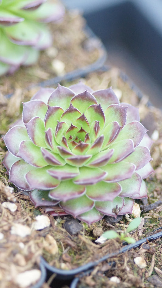 Sempervivum Hybride 'Plastic' - Hauswurz