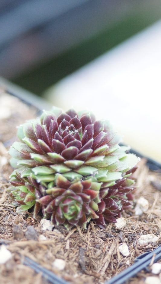 Sempervivum Hybride 'Mysteria' - Hauswurz