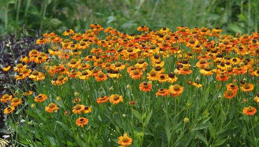 Helenium Hybride 'Carmen' - Sonnenbraut