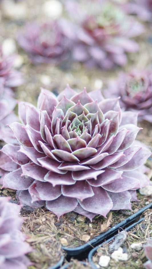 Sempervivum Hybride 'Carnival Queen' - Hauswurz