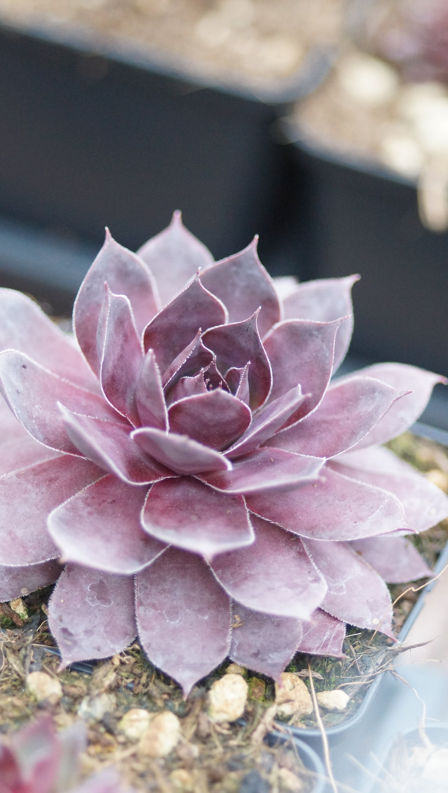 Sempervivum Hybride 'Ungeheuer' - Hauswurz