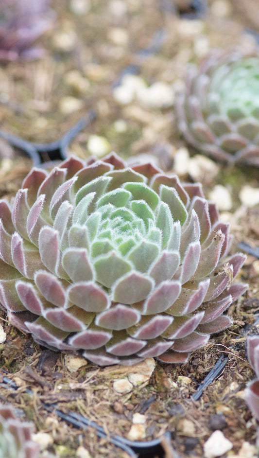Sempervivum Hybride 'Artischoke' - Hauswurz