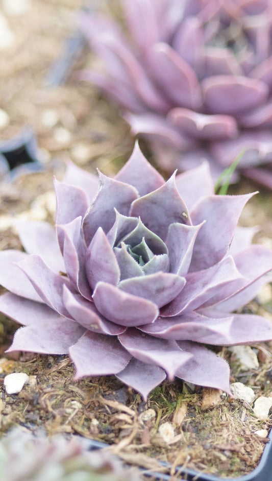 Sempervivum Hybride 'Feldmeier' - Hauswurz