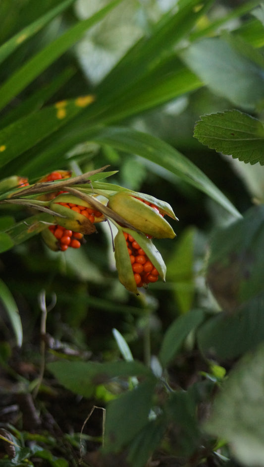 Iris foetidissima - Korallen-Schwertlilie
