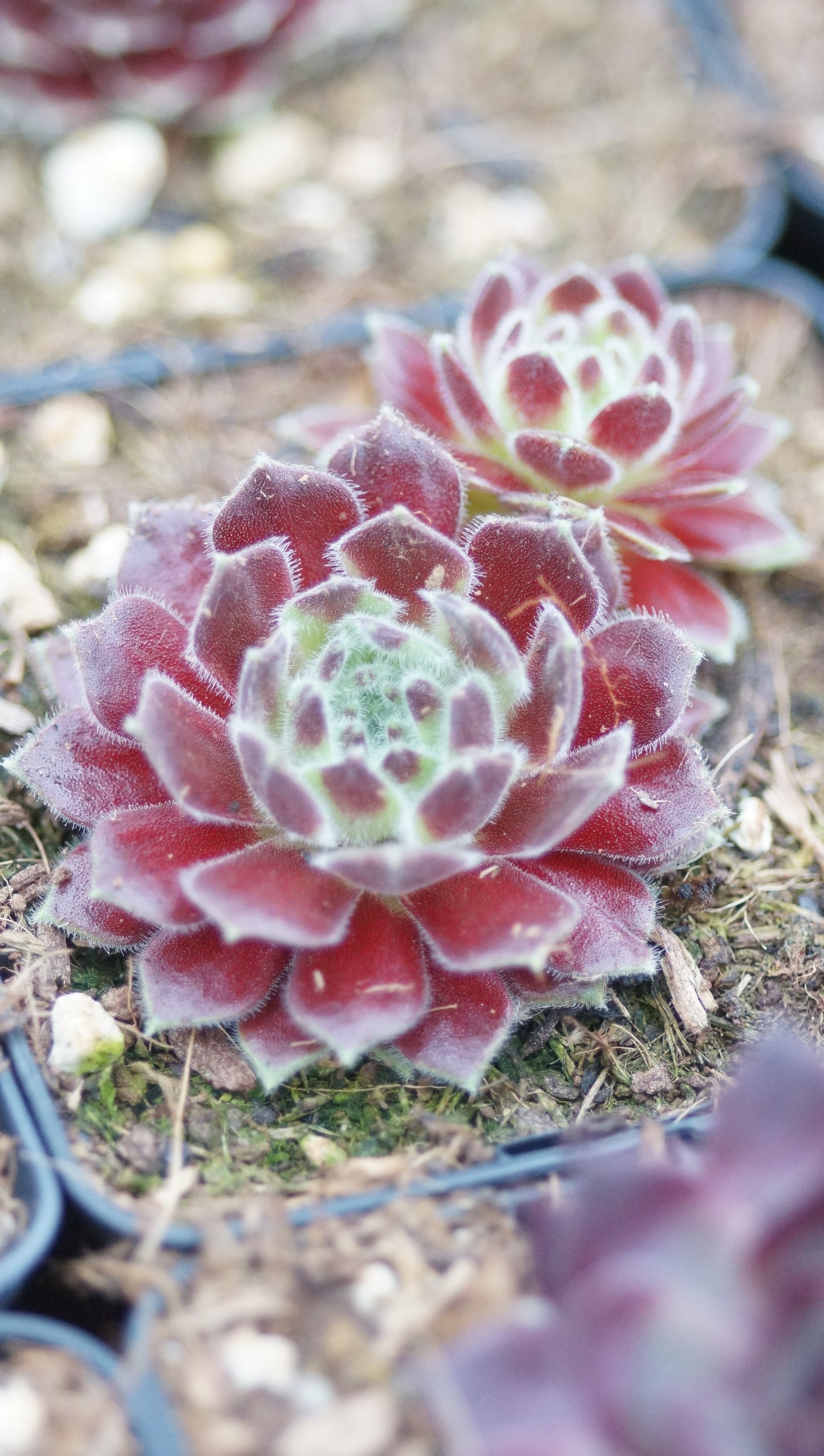 Sempervivum Hybride 'Hot Boyz' - Hauswurz