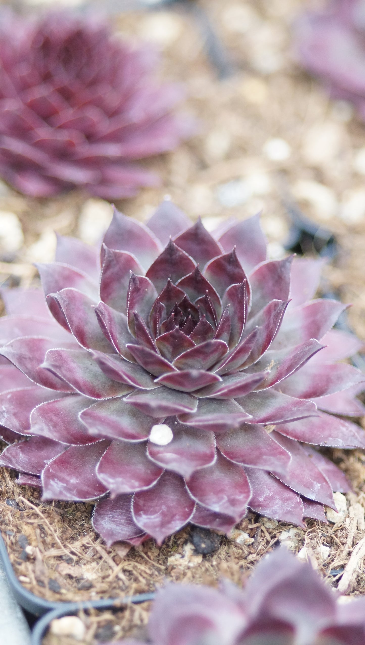 Sempervivum Hybride 'Forgotten Dreams' - Hauswurz
