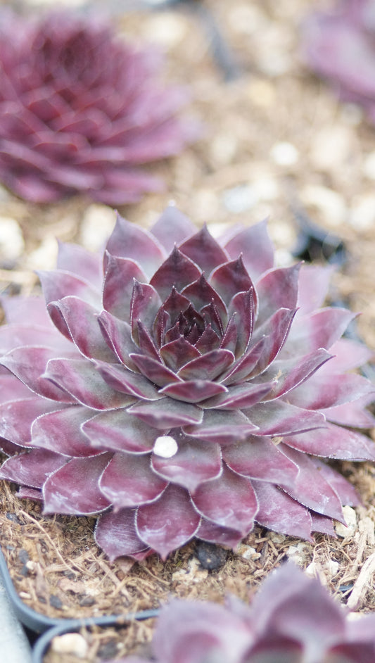Sempervivum Hybride 'Forgotten Dreams' - Hauswurz
