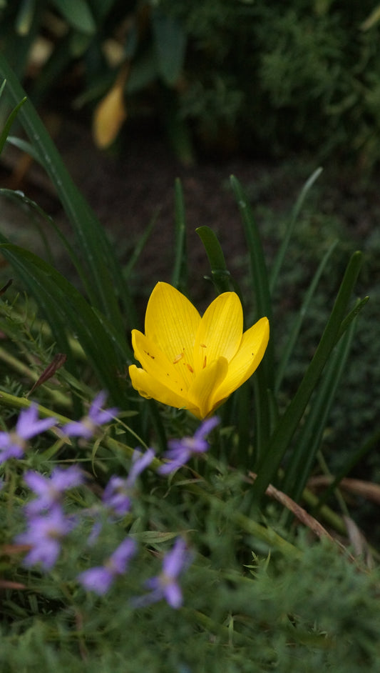 Sternbergia lutea - Herbst-Goldbecher