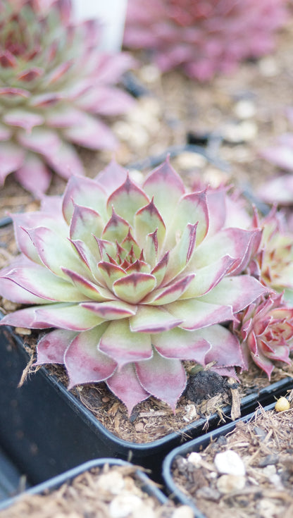 Sempervivum Hybride 'Dolfijn' - Hauswurz