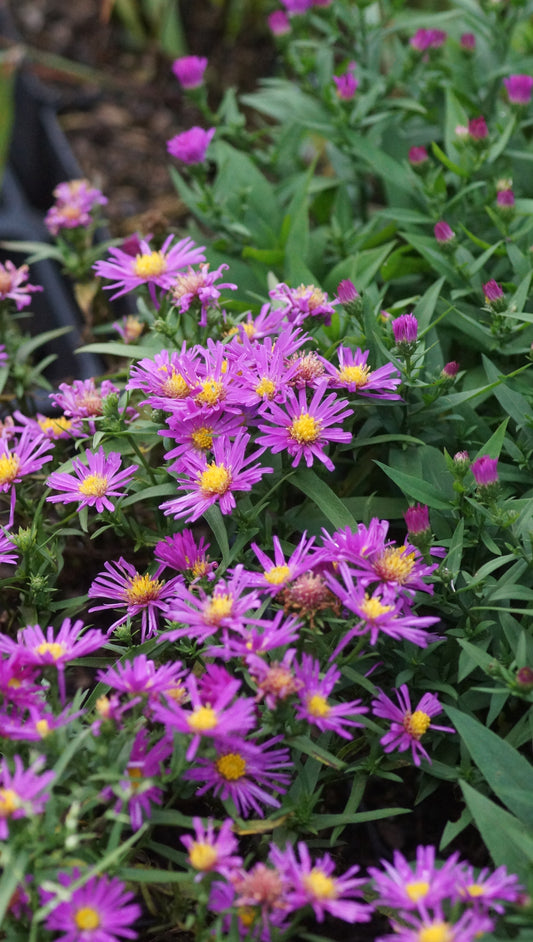 Aster dumosus 'Alice Haslam' - Kissen-Aster