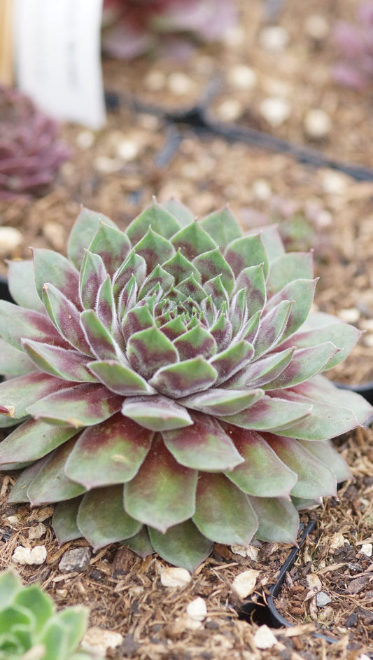 Sempervivum Hybride 'Bernstein' - Hauswurz