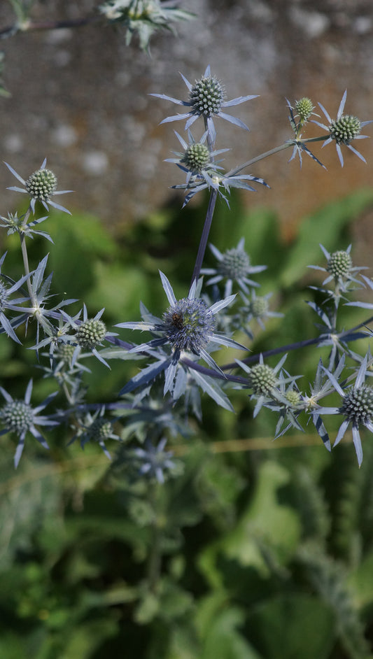 Eryngium planum - Flachblatt-Mannstreu