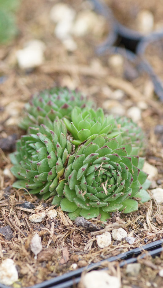 Sempervivum Hybride 'Apollo's Frog' - Hauswurz