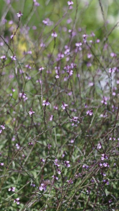 Verbena officinalis 'Bampton' - Purpurblättriges Eisenkraut