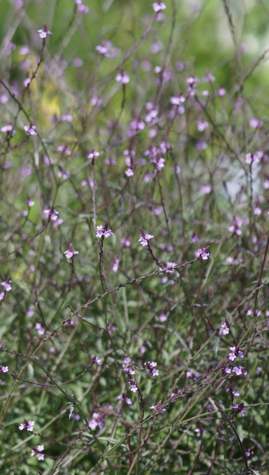 Verbena officinalis 'Bampton' - Purpurblättriges Eisenkraut