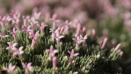 Asperula nitida var. puberula - Glänzender Fels-Meier