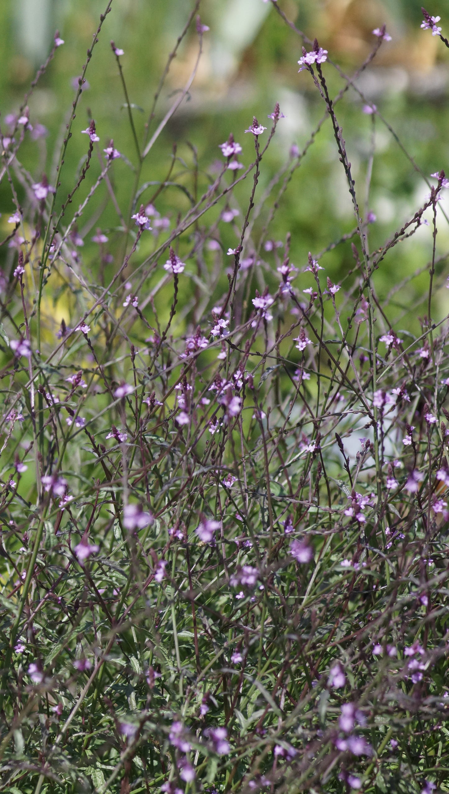 Verbena officinalis 'Bampton' - Purpurblättriges Eisenkraut
