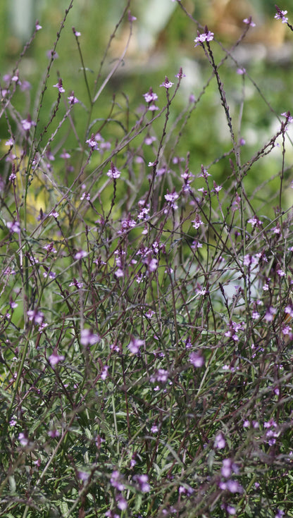 Verbena officinalis 'Bampton' - Purpurblättriges Eisenkraut