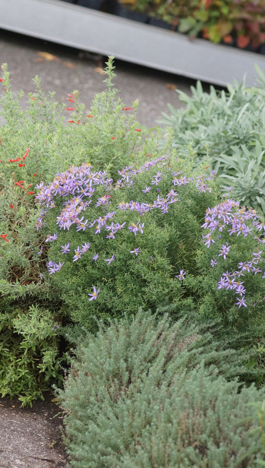 Aster sedifolius 'Nanus' - Kleine Ödland-Aster