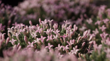 Asperula nitida var. puberula - Glänzender Fels-Meier