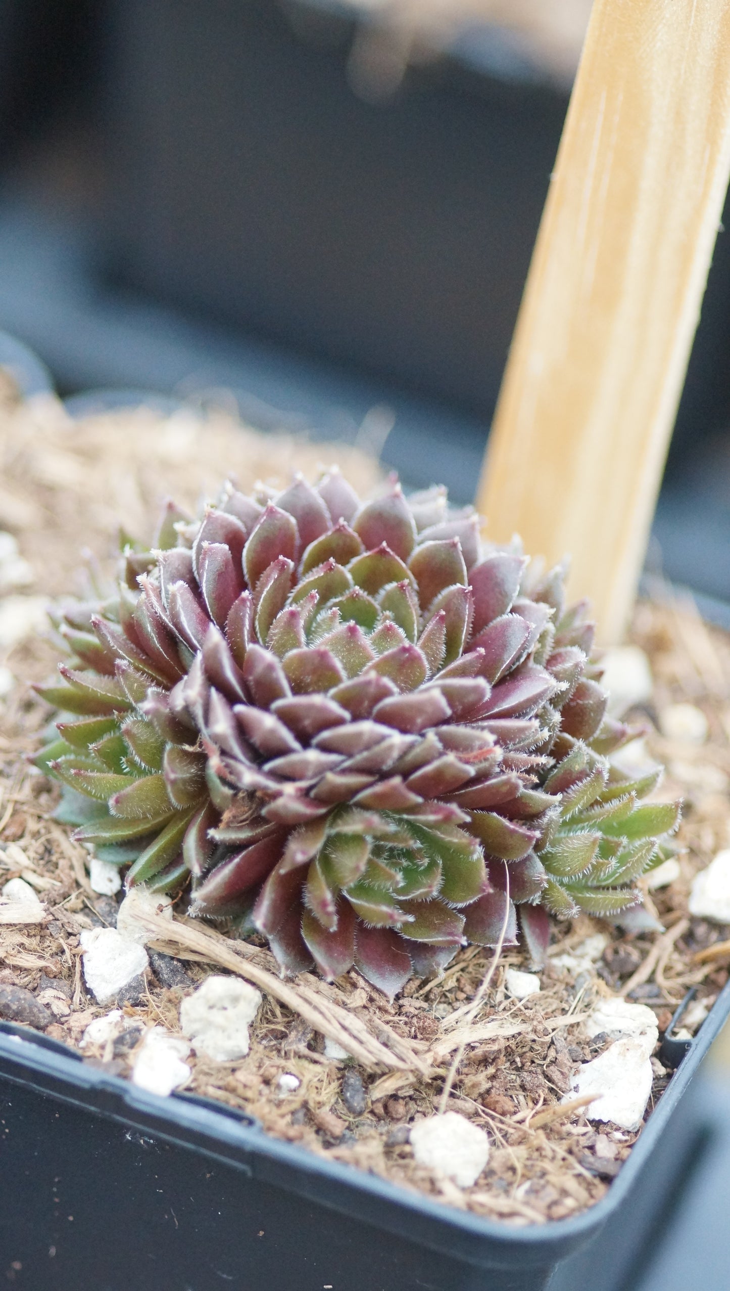 Sempervivum Hybride 'Little Miss Sunshine' - Hauswurz