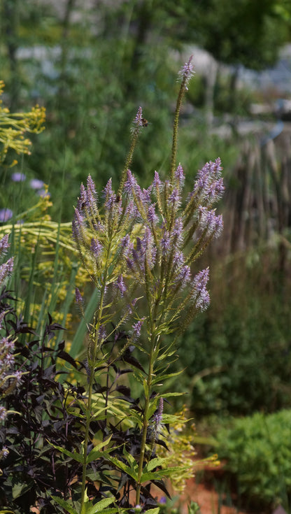 Veronicastrum virginicum 'Adoration' - Kandelaber-Ehrenpreis