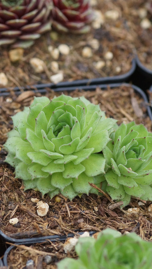 Sempervivum Hybride 'Celon' - Hauswurz