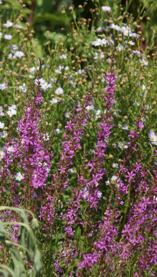 Lythrum virgatum 'Swirl' - Ruten-Weiderich