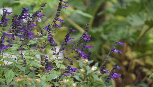 Salvia Hybride 'Amistad®' - Sommer-Salbei