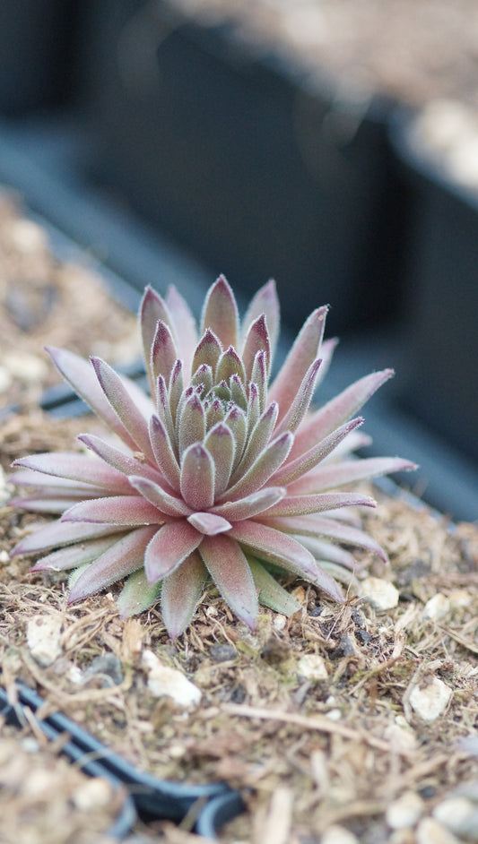 Sempervivum Hybride 'Goblin' - Hauswurz
