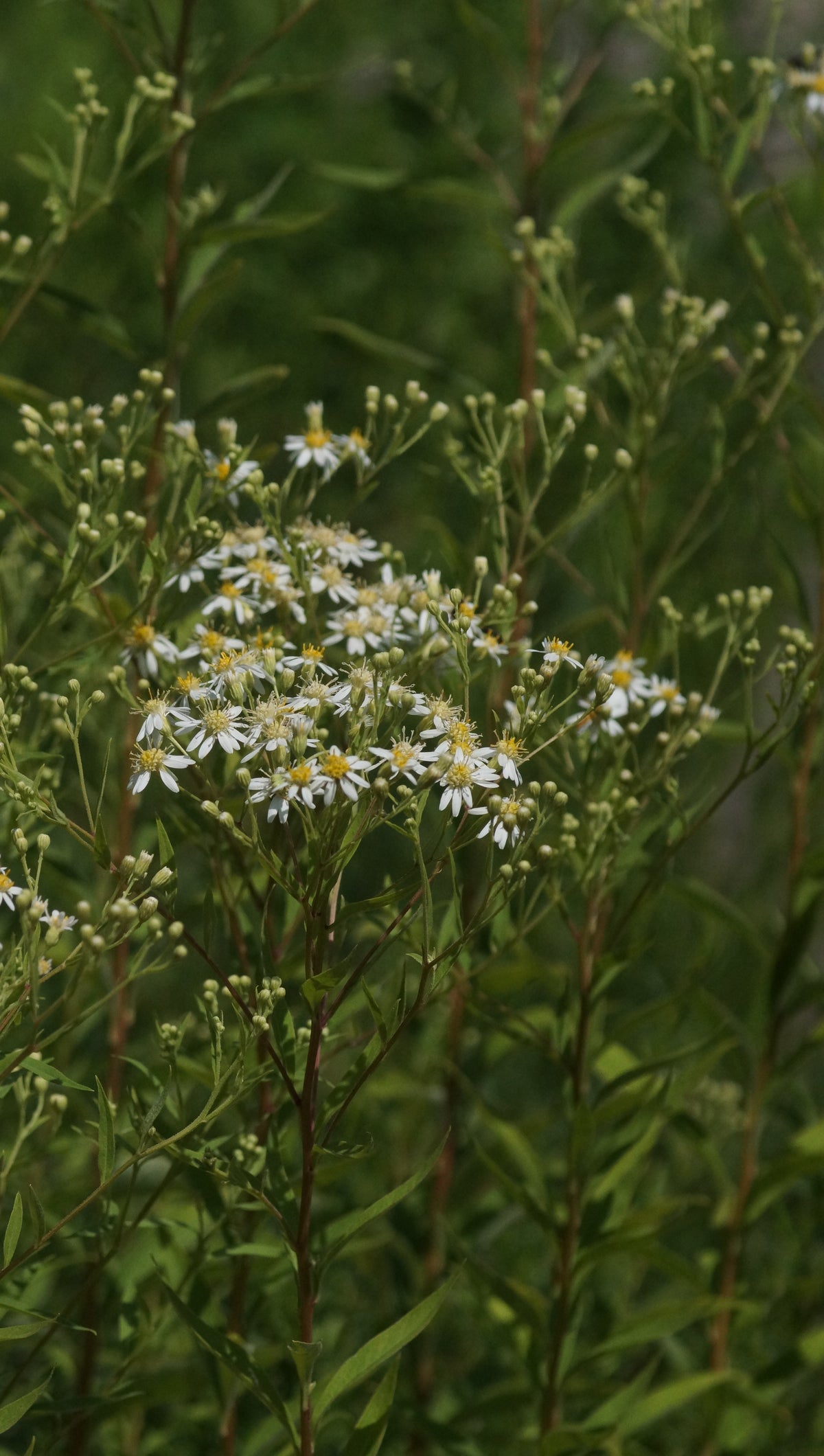 Aster umbellatus 'Weisser Schirm' - Doldige Aster