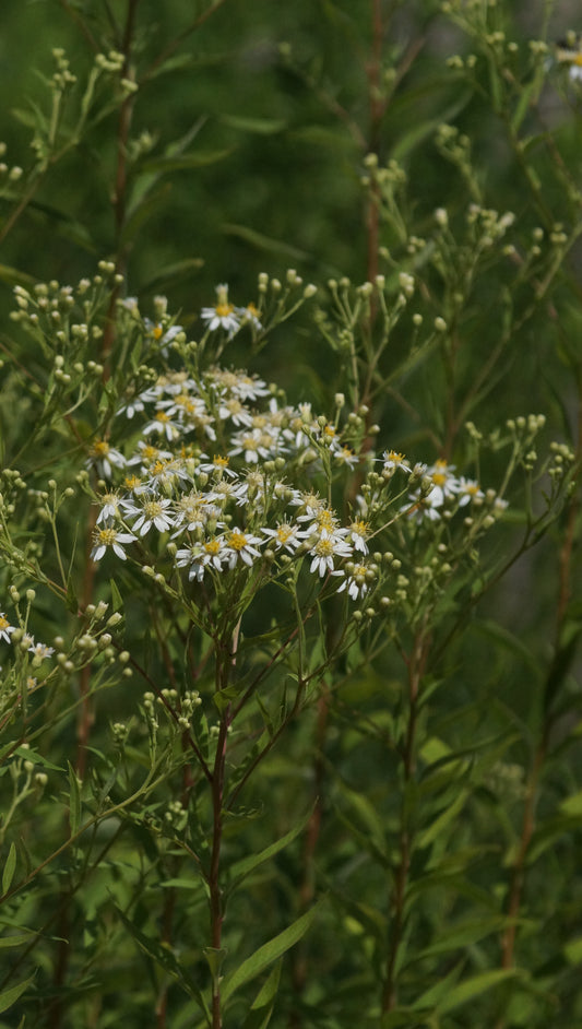 Aster umbellatus 'Weisser Schirm' - Doldige Aster