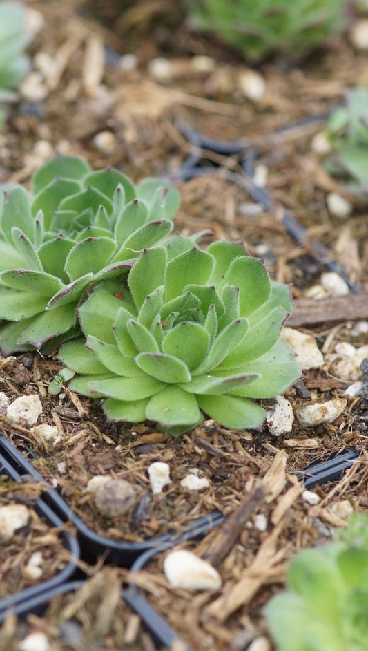 Sempervivum Hybride 'Green Fellow' - Hauswurz