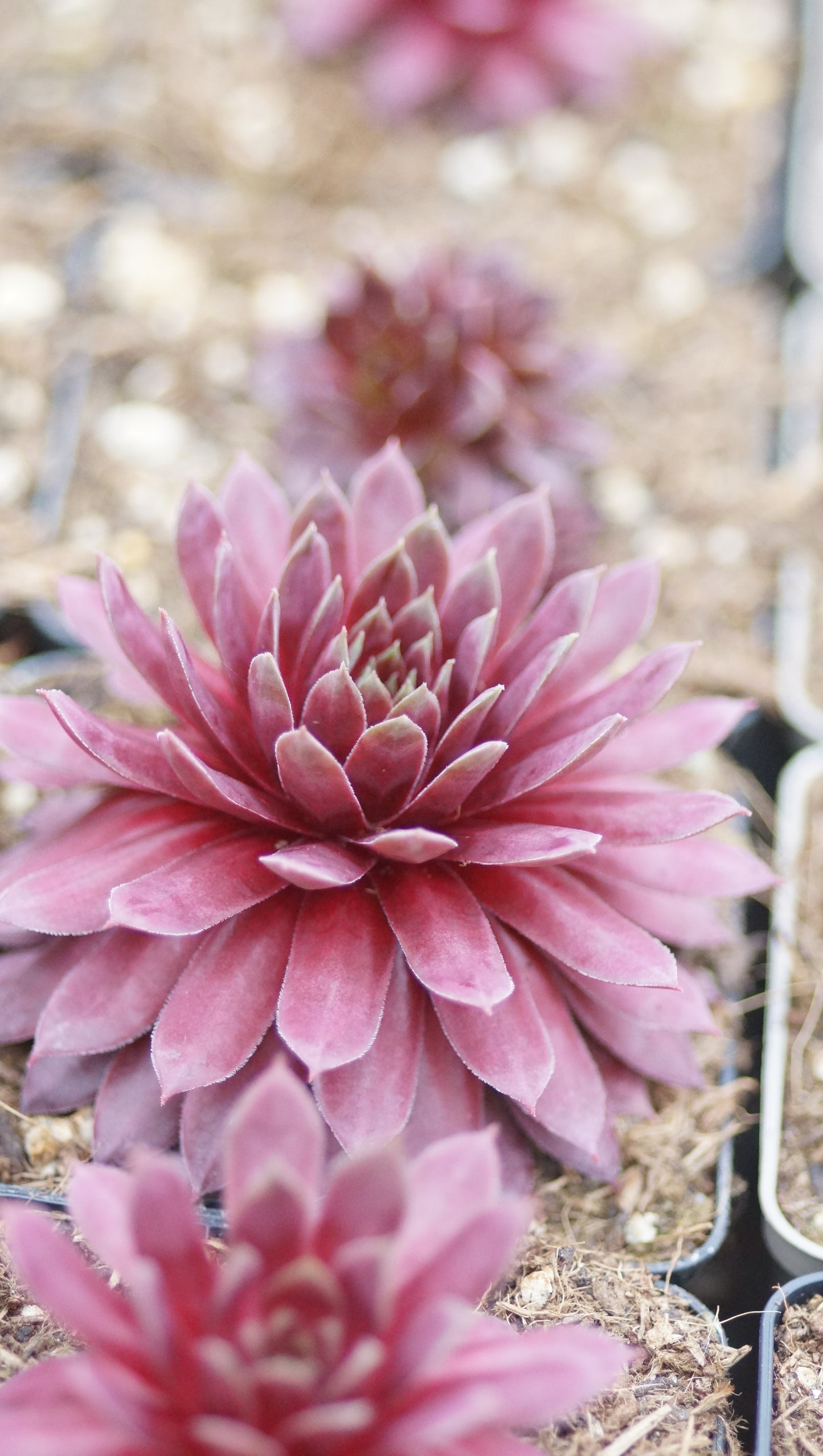 Sempervivum Hybride 'Pink Power Girl' - Hauswurz